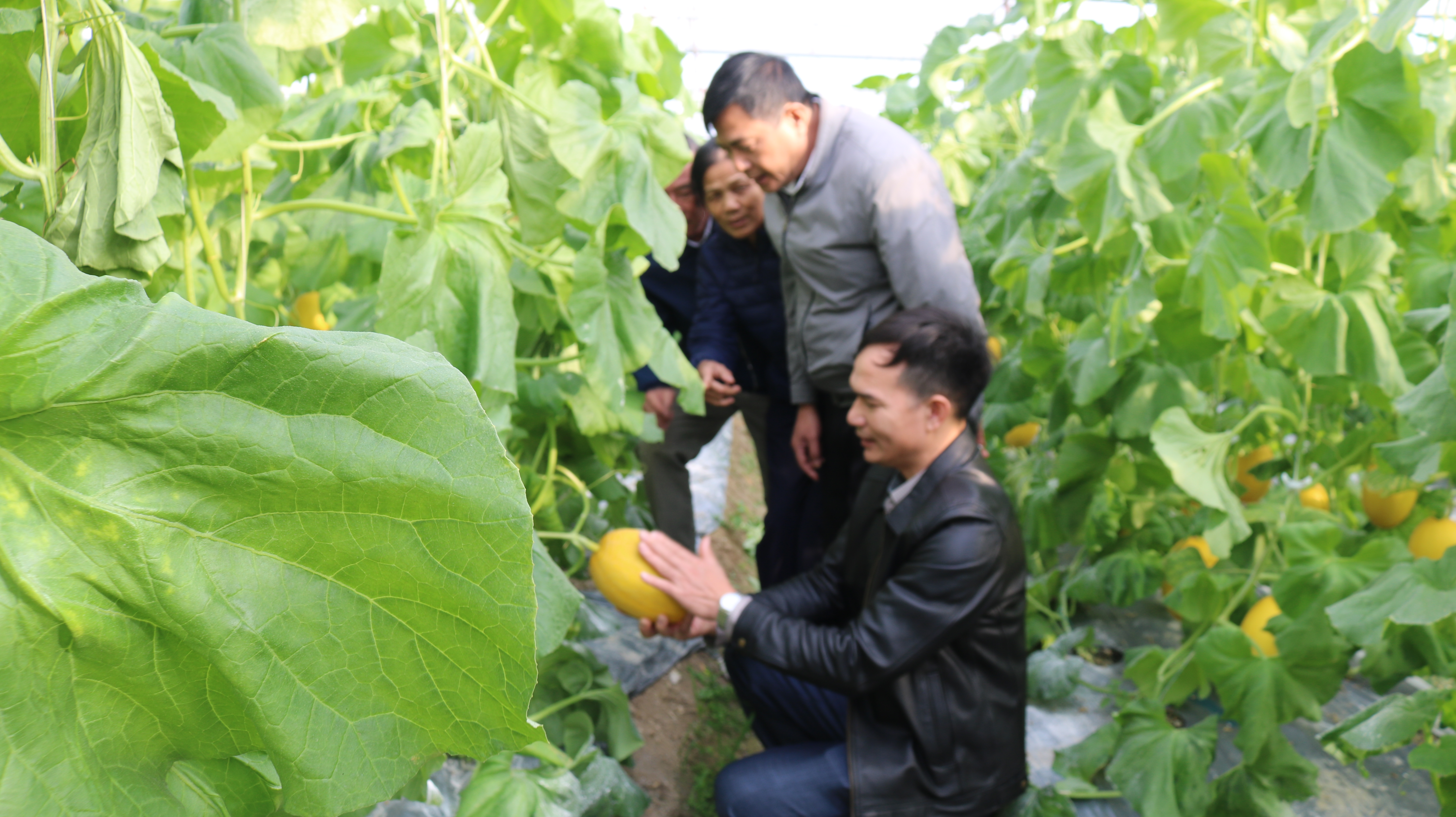 Giải pháp ứng dụng nhà màng, nhà lưới trong phát triển sản xuất rau, quả 